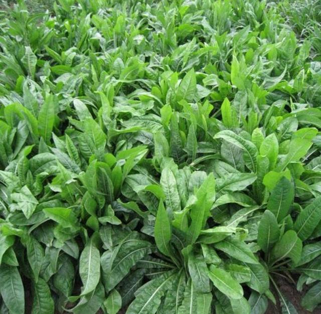 菊苣草可以養殖雞鴨鵝豬魚，是多年生的嗎