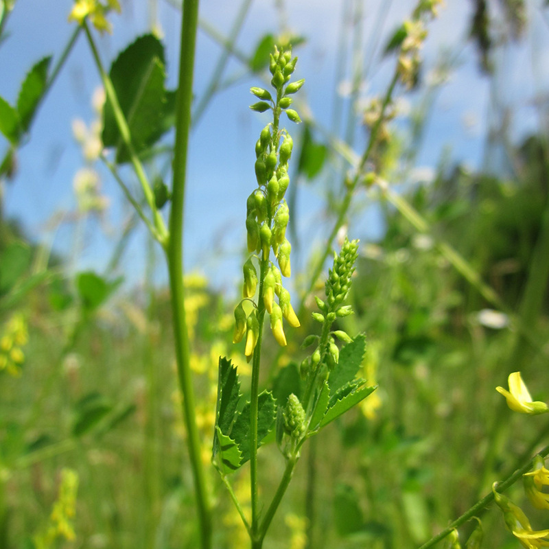 草木樨的種植技術(shù)及栽培方法