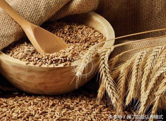 燕麥種子發芽率低怎么辦？怎么樣才能提高燕麥種子的發芽率？