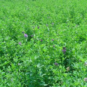 紫花苜蓿的市場批發價格以及播種方法
