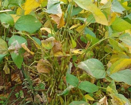 黑豆種植方法有哪些？什么時候播種比較合適？