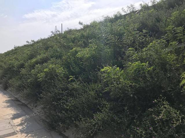 胡枝子的種植技術(shù)介紹，什么時(shí)候播種最佳？