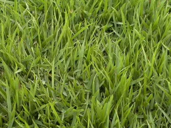 日本結縷草基本介紹和栽培技術價值