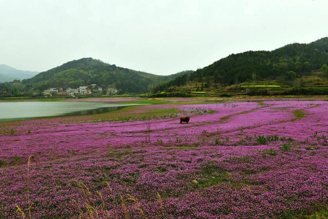 不可或缺的綠肥——紫云英紅花草