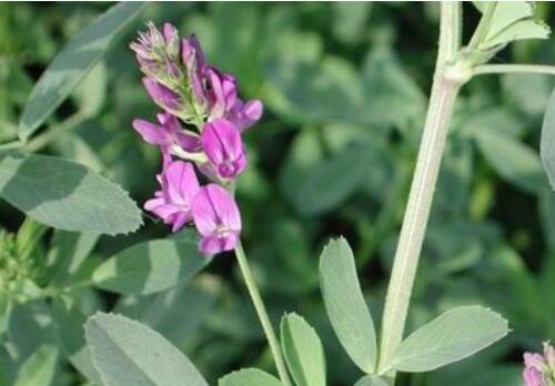 目前紫花苜蓿價格大概需要多少錢一噸？種植技術要點有哪些？