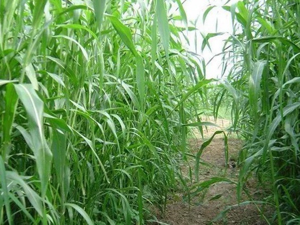 「蘇丹草」的種植方法以及種植方式