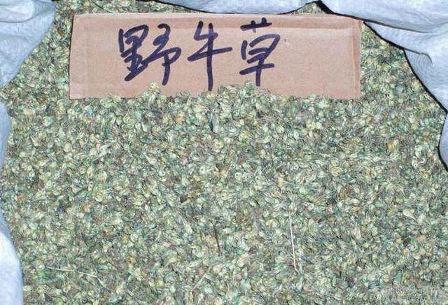 種植野牛草不僅僅要知道什么時候種植，還要知道種植后如何管理