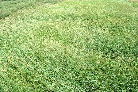 優(yōu)質(zhì)牧草——披堿草，具有不同的經(jīng)濟(jì)價值