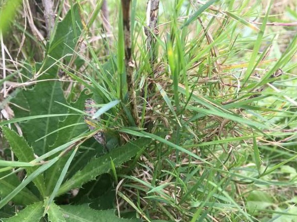 生命力頑強的草，它的名字盡然叫“狗牙根”