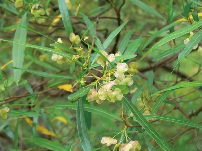 車桑子繁殖方式以及主要經(jīng)濟價值