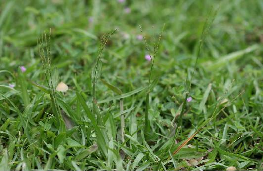 庭院草坪|院子里的天然草坪建植及養護方法 庭院草坪|院子里的天然草坪建植及養護方法