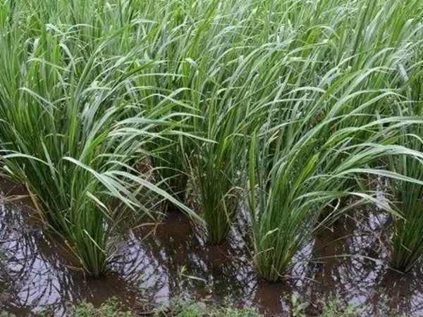 皇竹草如何種植，種植方法有哪些