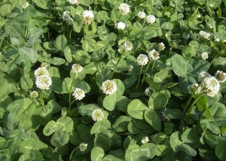 白三葉草栽培方法，這類牧草的栽種有哪些要求？