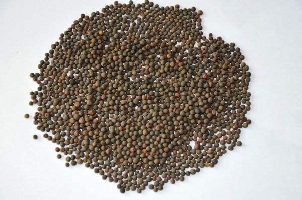 高產牧草種子——毛苕子播種方法