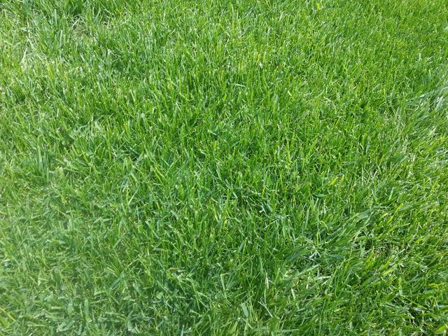 種植紫羊茅嗎？什么季節種植生長速度快？