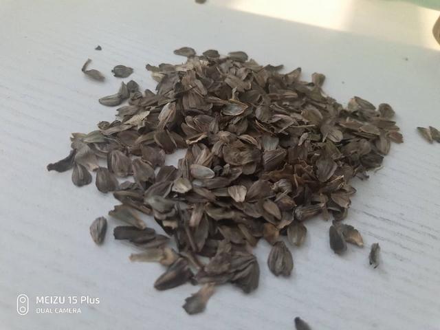 串葉松香草主要價(jià)值以及栽培技術(shù)介紹