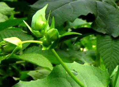 優(yōu)質高產(chǎn)牧草——串葉松香草的種植方法