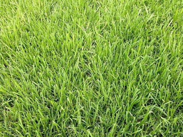 堿茅草種子多久能發芽，播種方法是什么？