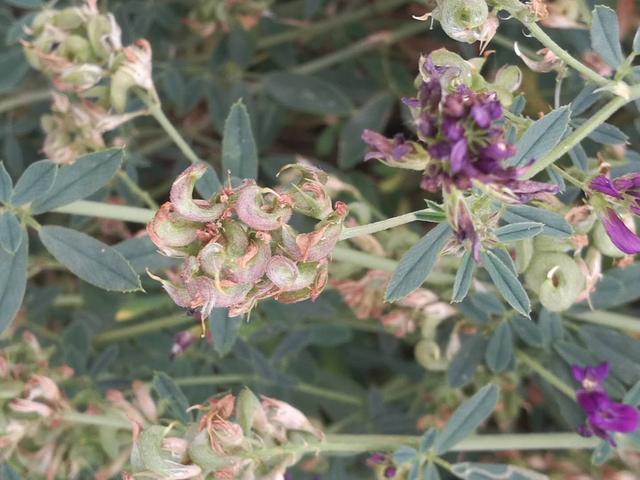 溫帶優質牧草——紫花苜蓿