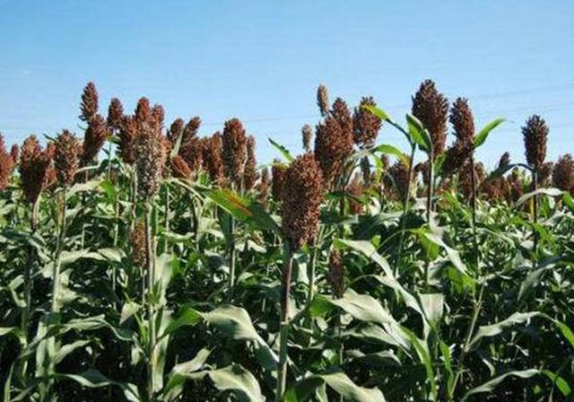 甜高粱播種對生長環境有什么要求,種植應該注意什么 甜高粱播種對生長環境有什么要求,種植應該注意什么