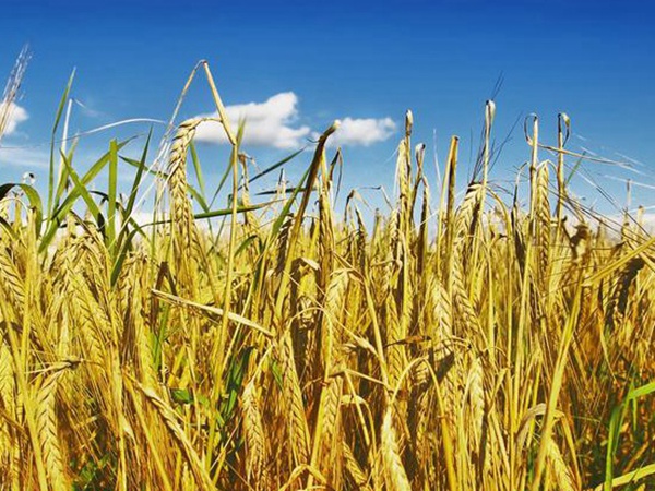 養羊如何選擇牧草？有什么需要注意的？