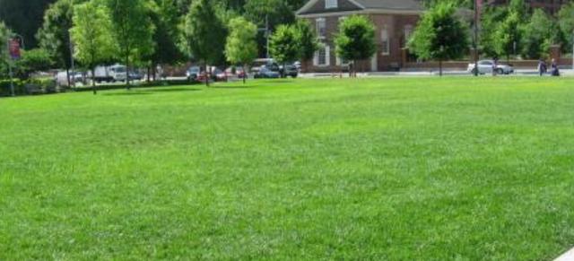 綠化草坪堿茅草的種植方法以及經(jīng)濟價值