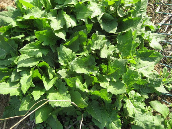 串葉松香草種植簡單，種植方法是什么