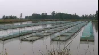 龍蝦養殖中小米草如何種植效益比較好