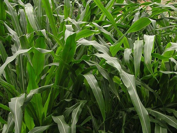 墨西哥玉米種植方法與栽培技術(shù)