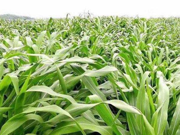 最適合養(yǎng)牛的四種牧草有哪些