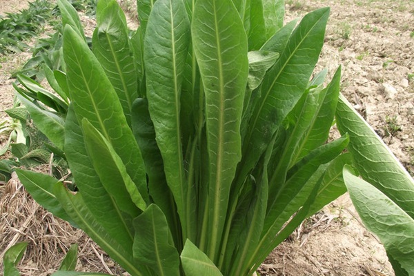 種植牧草——菊苣來喂養兔子