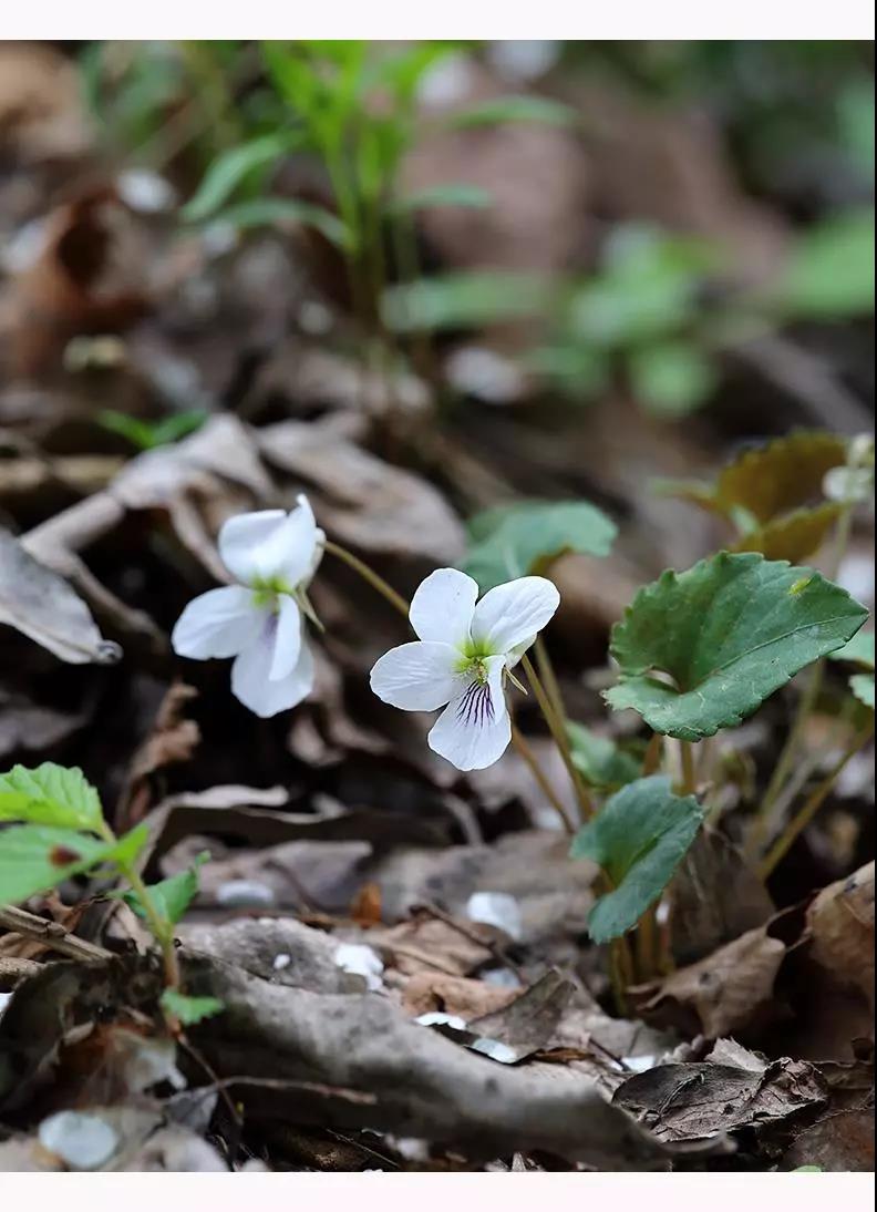 “小米草”的養(yǎng)護(hù)方法與播種繁殖
