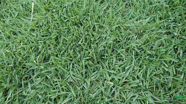 優(yōu)質草坪草——結縷草經濟價值與播種技術