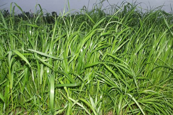 一年生黑麥草草坪型——綠帶（Green Links）