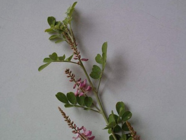 多花木蘭--常用護坡灌木種子栽培技術