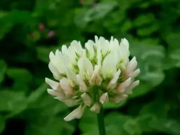 十種優質牧草及其栽培技術與方法