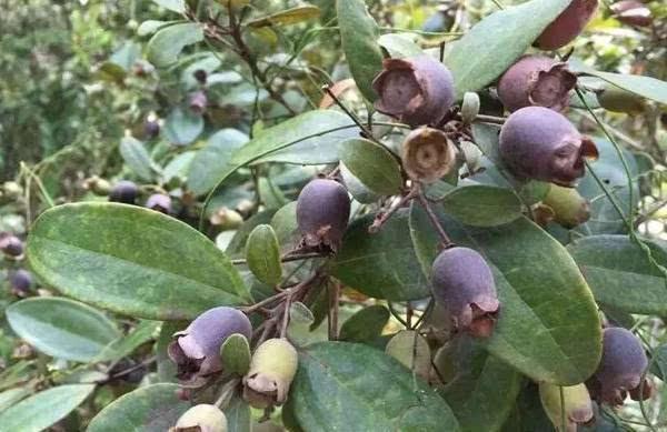 桃金娘可以人工種植嗎？桃金娘種植方法是什么？