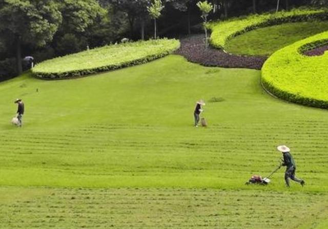 野牛草種植技術以及養護管理方法有哪些