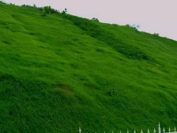 狗牙根種子播種方法以及種植技術