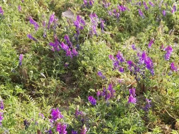 十種優質牧草及其栽培技術與方法