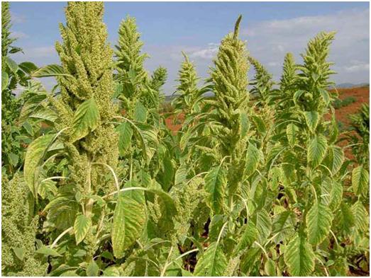 優(yōu)質(zhì)牧草——籽粒莧栽培管理技術(shù)與播種方法