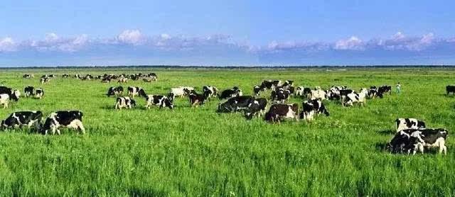 北方最為常見的牧草，牧草基本介紹