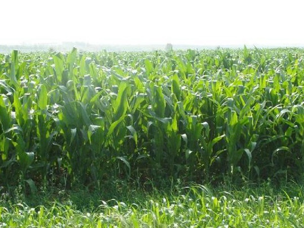 高產牧草墨西哥玉米好種植嗎？種植方法是什么？