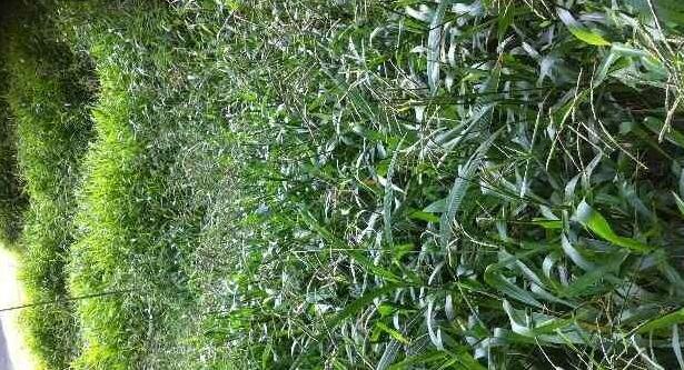 南方適合種植的牧草寬葉雀稗種子，喂牛適合的牧草種子