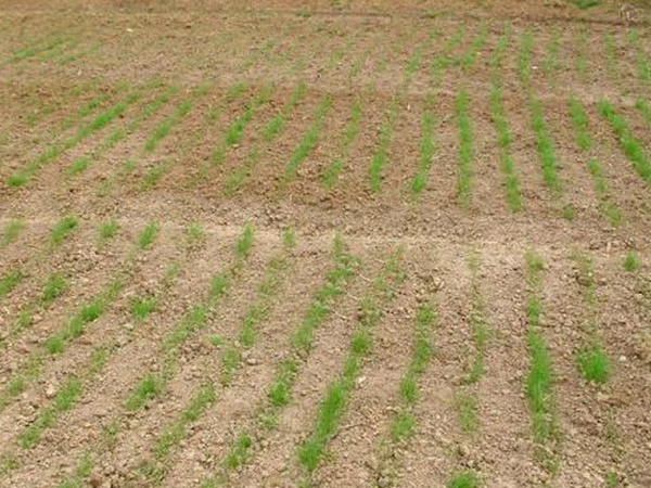 種植菊苣搞養殖技術是什么可以提高產量