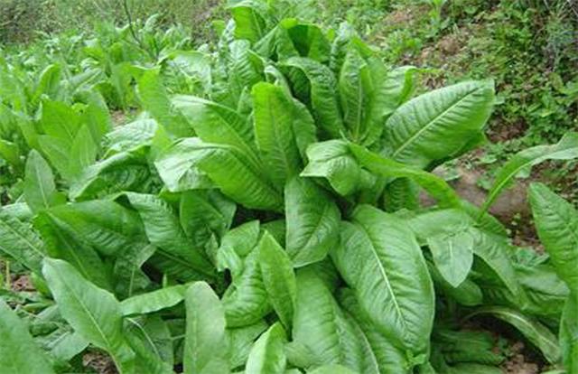 牧草菊苣是多年生嗎？種植方法是什么？