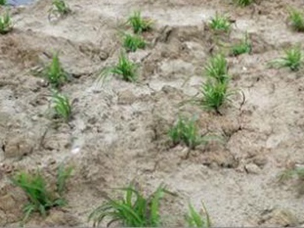 種植墨西哥玉米有這幾個要點，掌握好這幾個要點獲得高產(chǎn)量