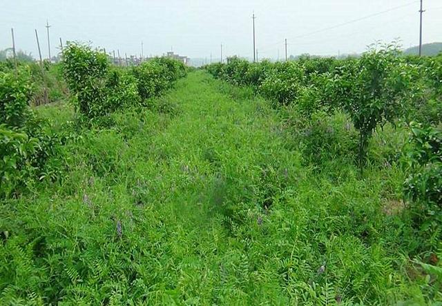 高產牧草種子——毛苕子播種方法