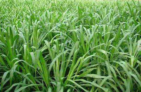 優(yōu)質的牧草——蘇丹草，怎么種植可以高產