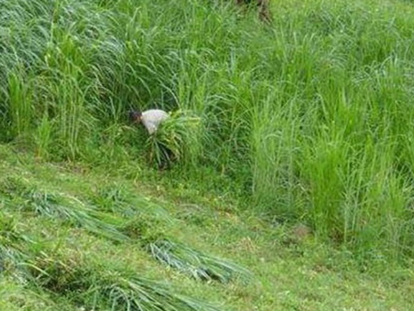 養(yǎng)殖用牧草種子播種量和播種技術是什么